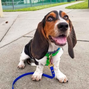 How to train a puppy to walk on a leash without pulling Very Beach Puppy Trainer training Sebastian Florida Treasure Coast Dog Training 