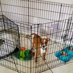 Puppy Training Vero Beach Goldstar puppy training has the best new puppy essentials list, from exercise pens to Toppl food and the best edible chew toys from nylabone