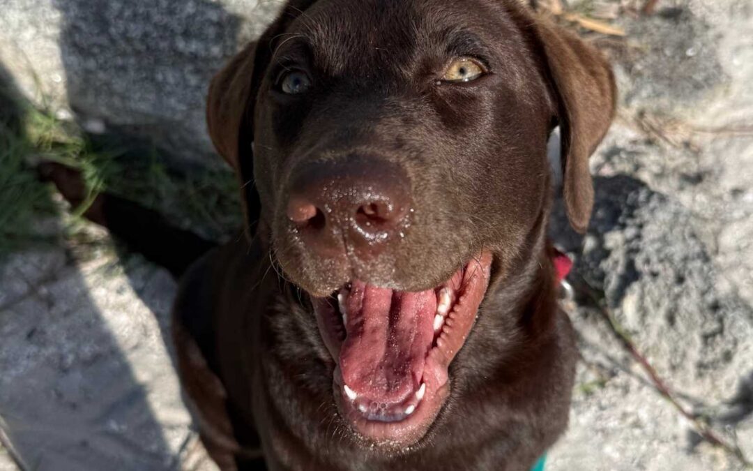 How to Stop Excessive Dog Barking: Tips for Treasure Coast Owners