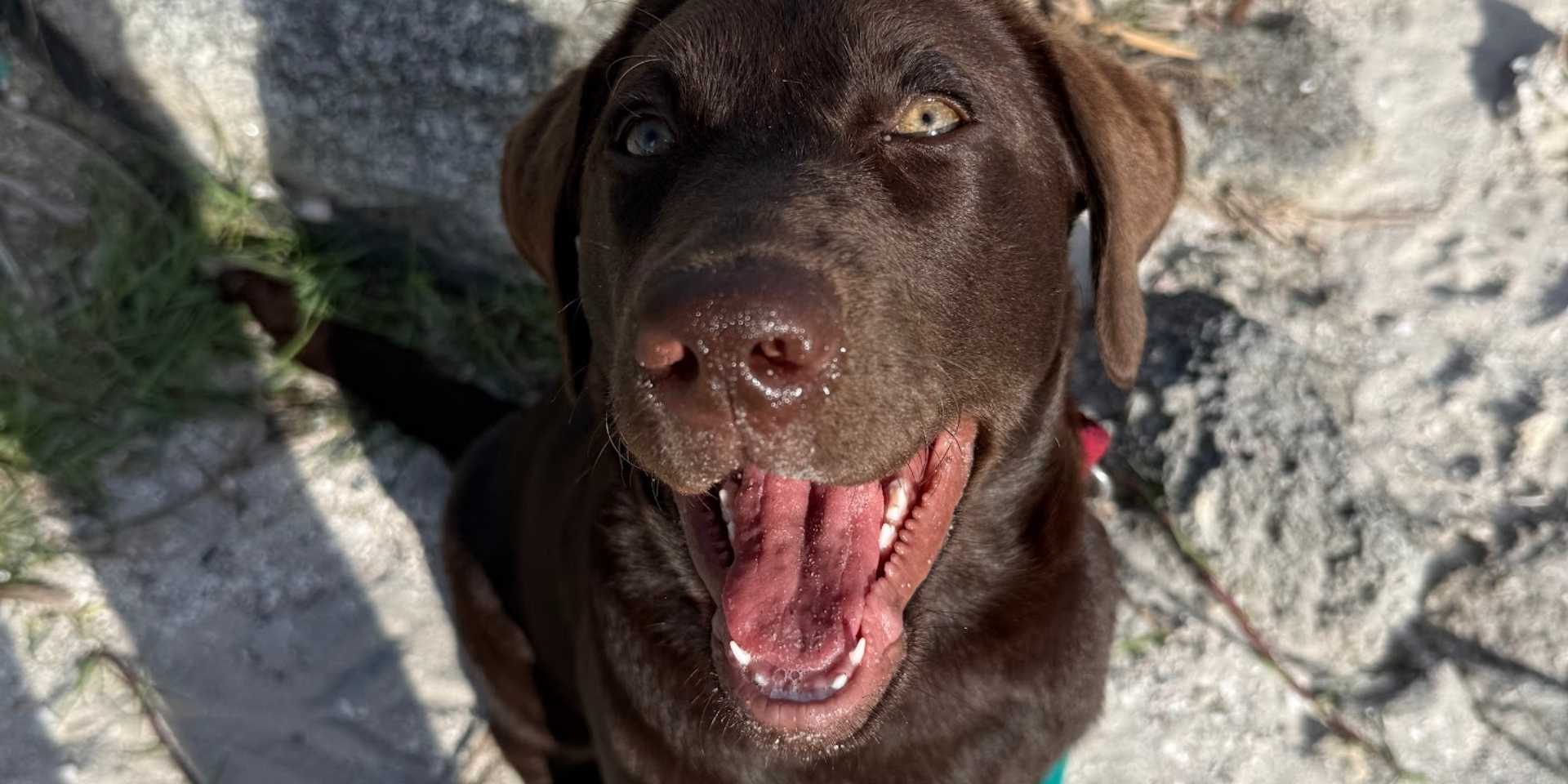 Close-up of a happy chocolate Labrador looking up with its mouth open outdoors.