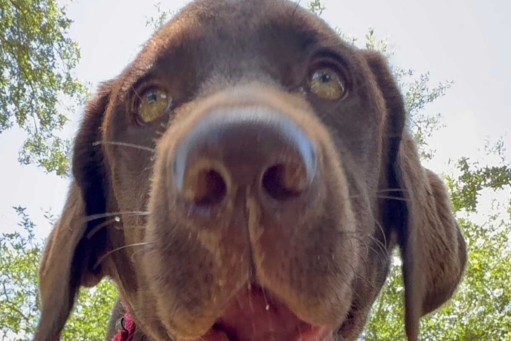 Chocolate Labrador looking up outdoors during positive reinforcement dog training in Vero Beach Florida.