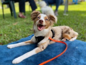 How to Stop Leash Biting, Book Consult, Puppy Training Vero Beach, Raise an awesome dog with goldstar puppy training school