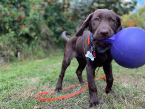 Alternative Dog Training Methods to Using Treats