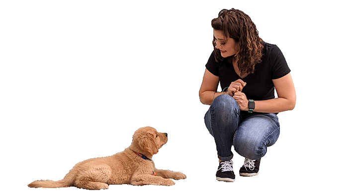 your puppy training program includes private classes, private training, tutorials and board and train.