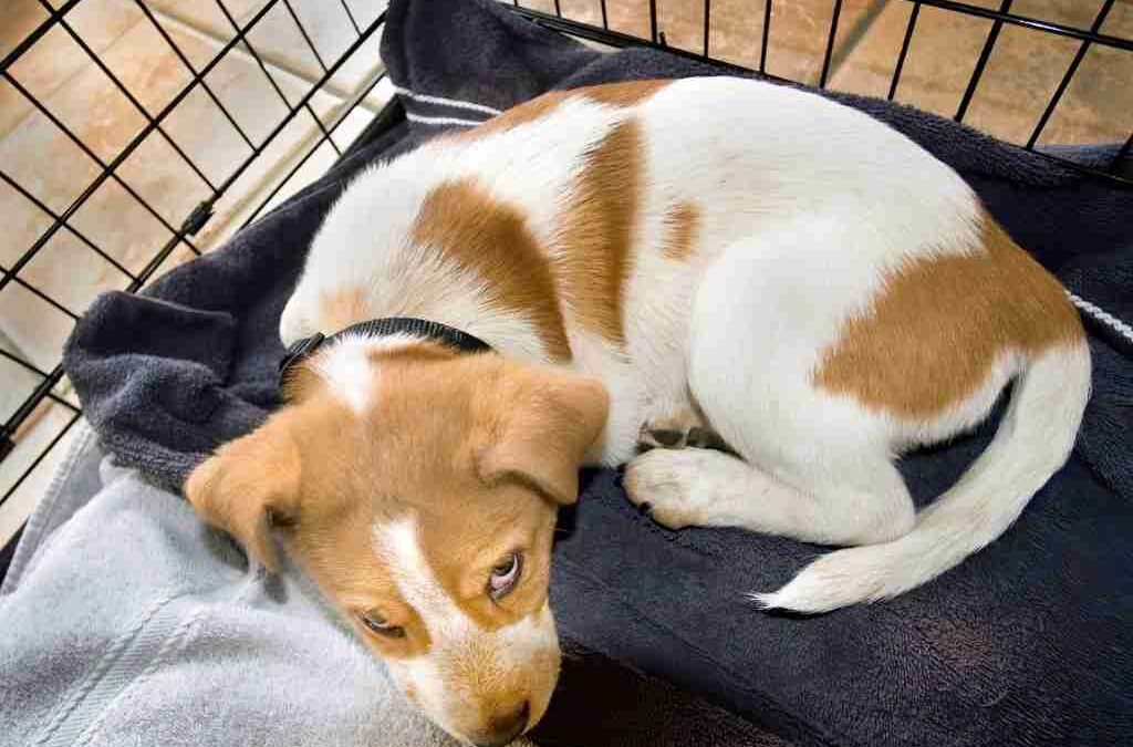 How To Crate Train Your Puppy In 7 Simple Steps