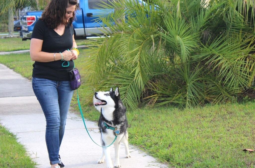 How to Train a Puppy to Walk on a Leash