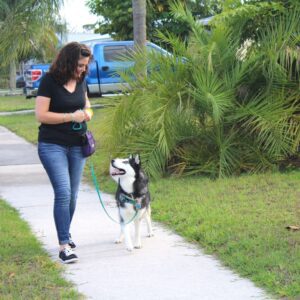 Best Dog Walks Sebastian and Vero Beach Training tips to get your dog to stop pulling on leash