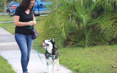 How to Train a Puppy to Walk on a Leash