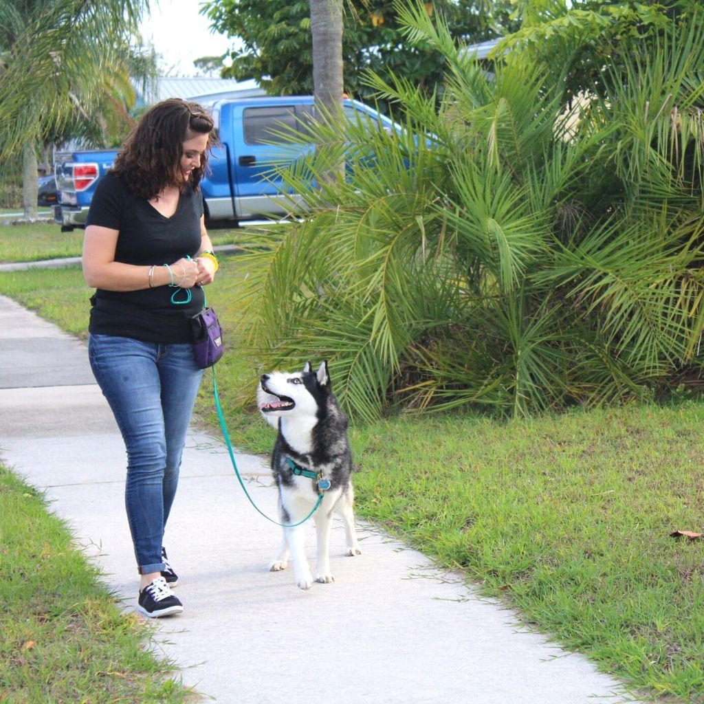 Board and Train Treasure Coast Best Dog Walks Sebastian and Vero Beach Training tips to get your dog to stop pulling on leash, How to Train a Dog That’s Not Food Motivated