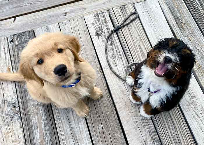 Puppy class is a brilliant opportunity to begin progressing your puppy training in more distracting environments, so your puppy can behave wonderfully wherever you go together.