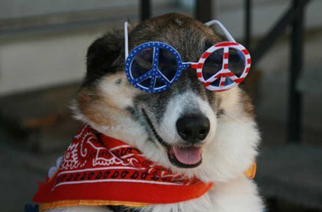 How to Help Your Dog Stress Less During Fireworks