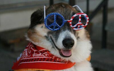 How to Help Your Dog Stress Less During Fireworks