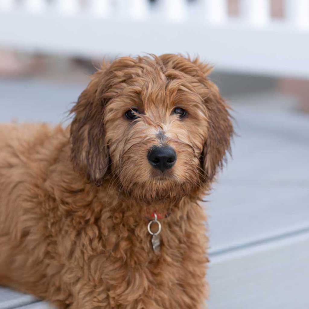 Puppy Trainer Vero Beach FloridaWe have some great tips to help your labradoodle puppy.