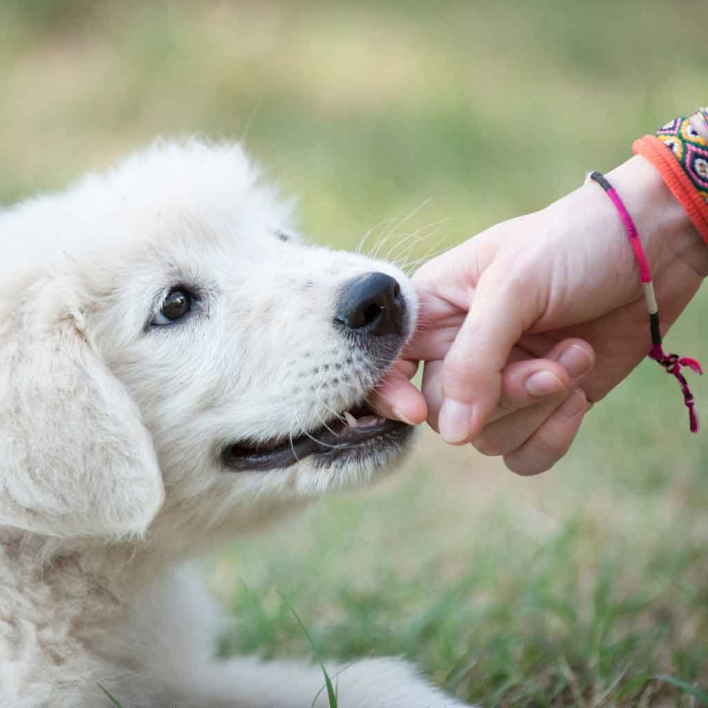 Vero Beach Treasure Coast Florida Puppy Training How to Stop Your Puppy Nipping Dog Trainer