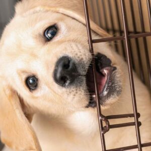 Puppy Training Treasure Coast Chewing Biting How to Stop Puppies Chewing Shoes Objects Crates Cages