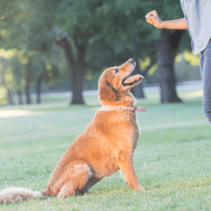 Puppy Trainer Vero Beach, Treasure Coast, Sebastian, Puppy training, Dog Training 