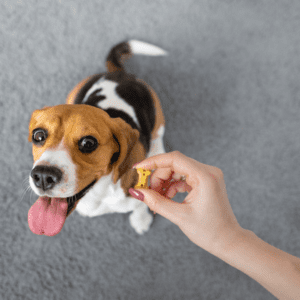 5 Common Dog Training Mistakes, Puppy Training Sebastian, Puppy Trainer Vero Beach, Dog Training Florida, Teaching Your Dog To Greet Guests Politely