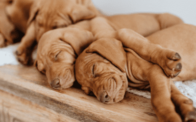 Choosing a Reputable Dog Breeder: A Comprehensive Guide