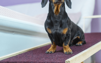 Teach Your Dog to Use a Ramp. Step by Step Guide Including Video