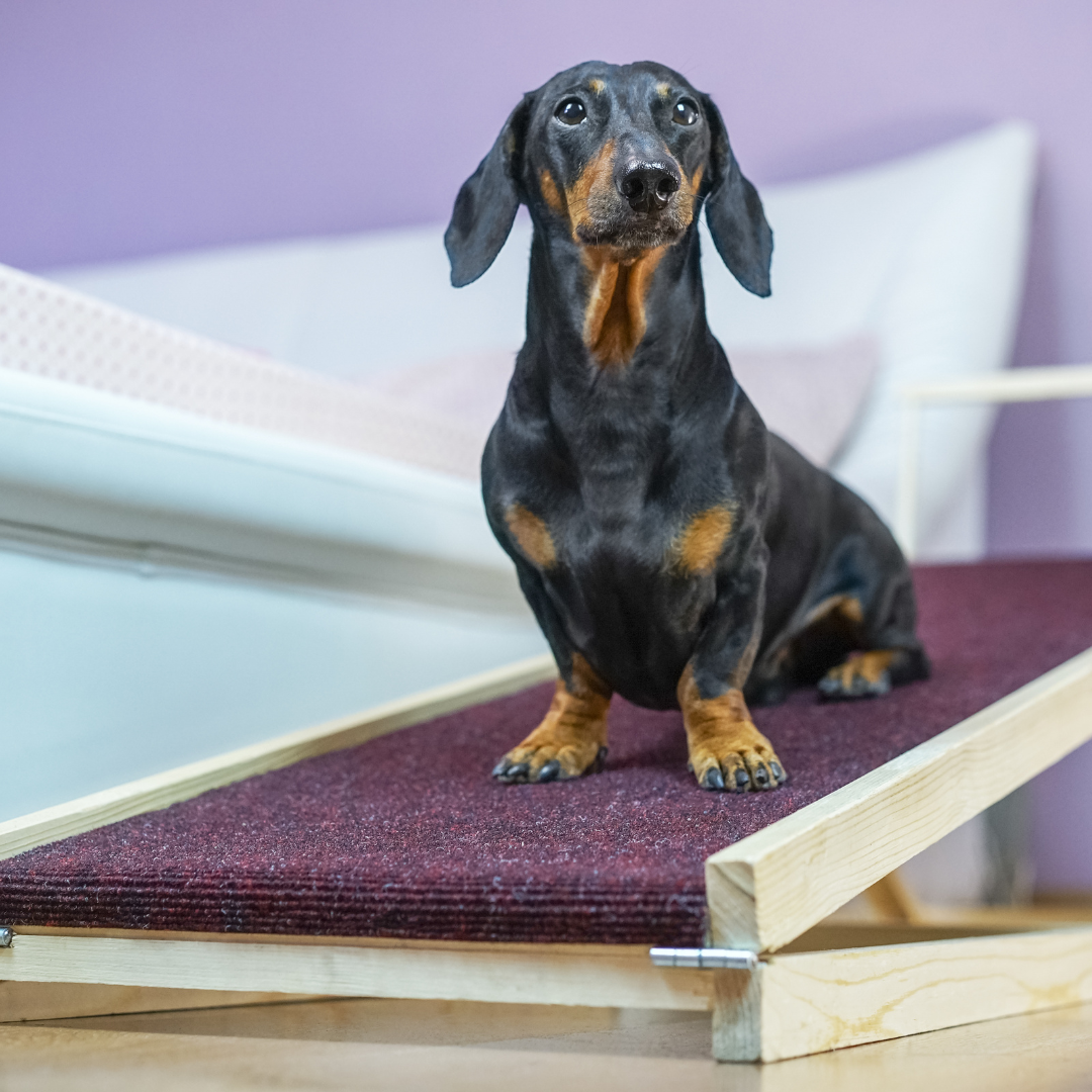 Teach Your Dog to Use a Ramp. Step by Step Guide Including Video by Treasure Coast Dog Trainer