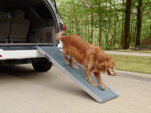 Teach Your Dog to Use a Ramp Treasure Coast Dog Trainer guides you through step by step 