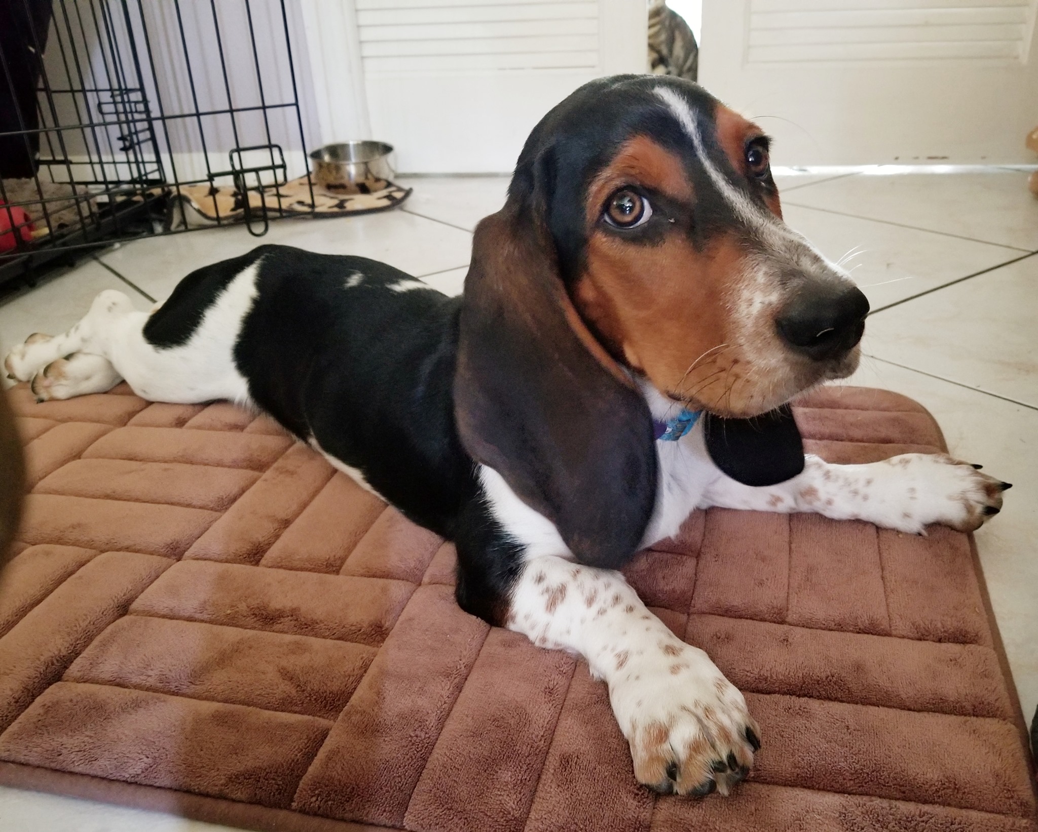 Young Basset Hound resting during the board and train program at Goldstar Puppy Academy in Port Saint Lucie, FL, offering expert dog training services on the Treasure Coast