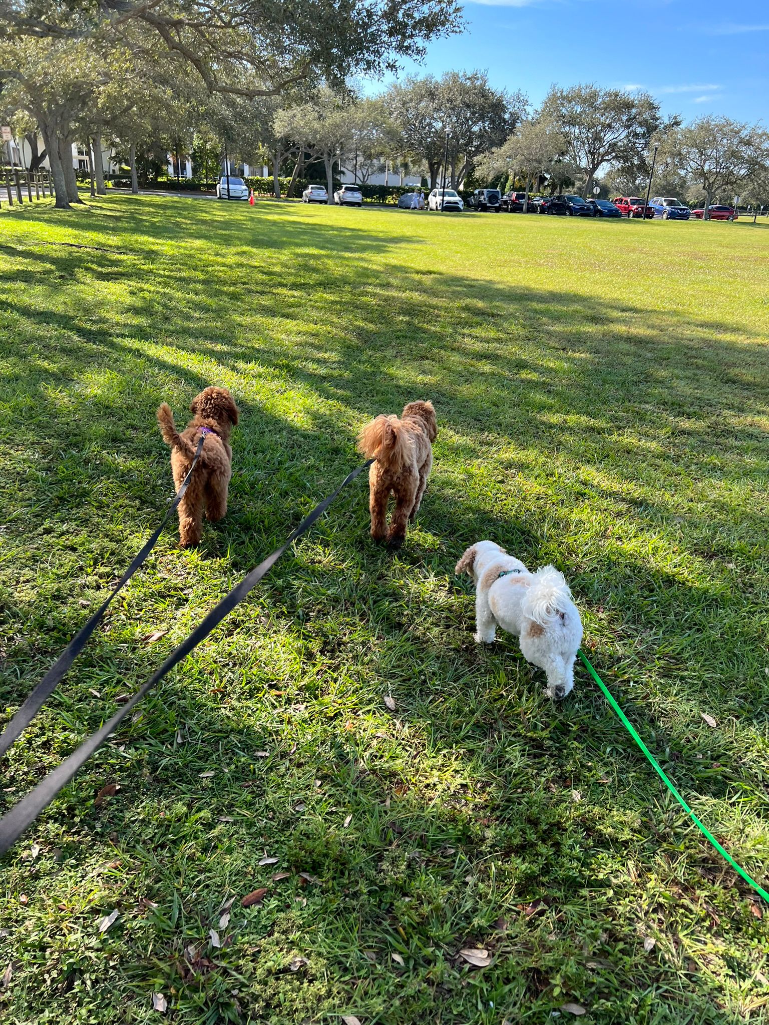 Best Places to Train My Dog in Vero Beach