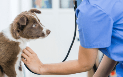 Prepare Your Puppy for Vet Visits