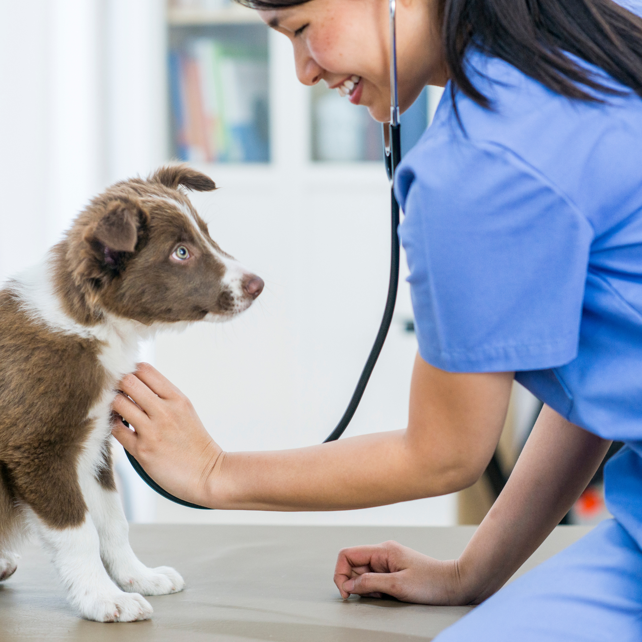 How to Prepare Your Puppy for Vet Visits. Puppy Training Sebastian, Vero Beach, The Treasure Coast, Florida.