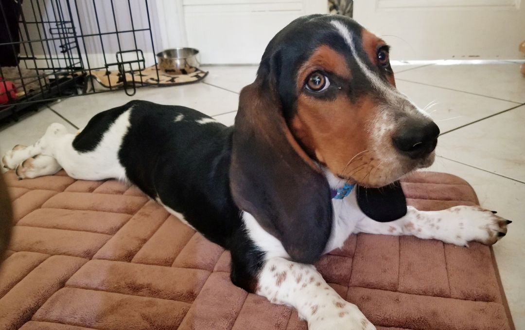 Basset Hound puppy lying on a mat indoors, ideal for private puppy training and socialization classes in Florida.