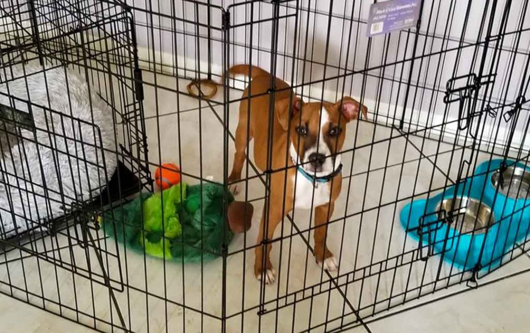 Puppy in crate with toys and bowls, ideal for board and train, Treasure Coast puppy training at Goldstar Puppy Academy.