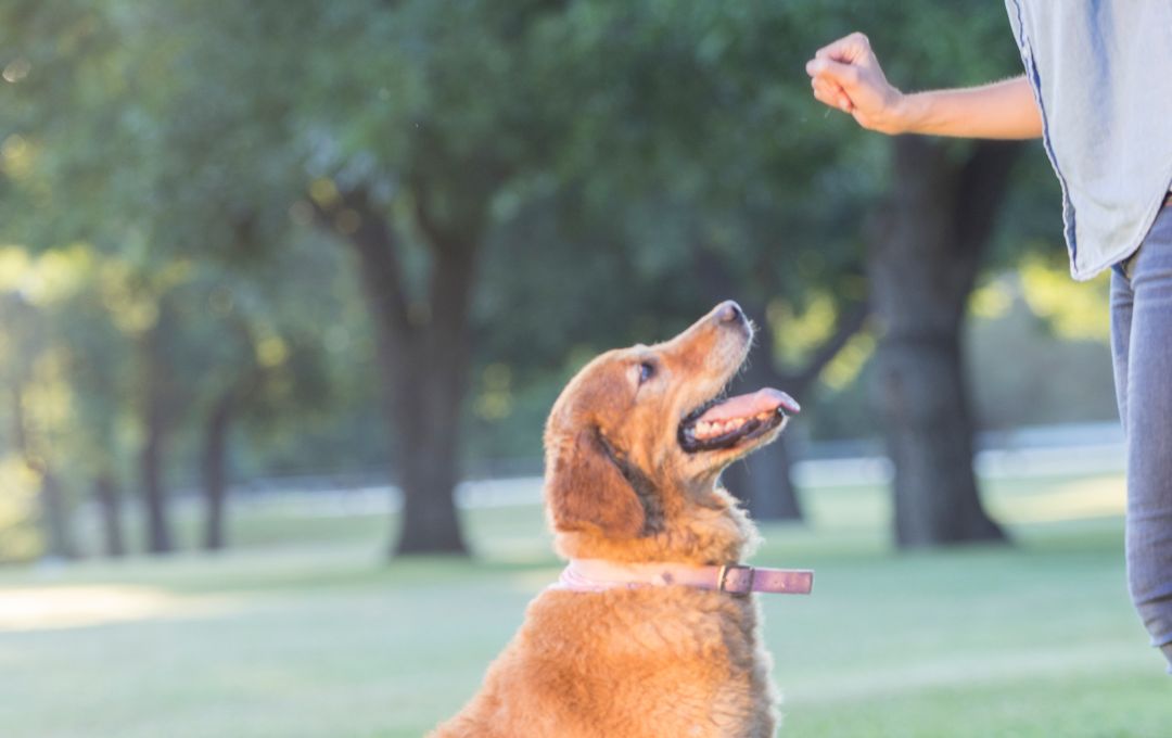 A puppy learning commands outdoors with a trainer, focusing on obedience and socialization.