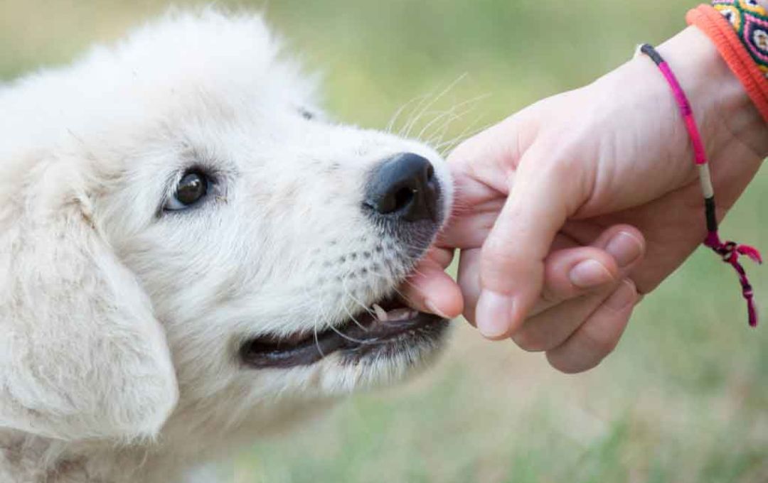 White puppy gently biting a person's hand during training on grass.