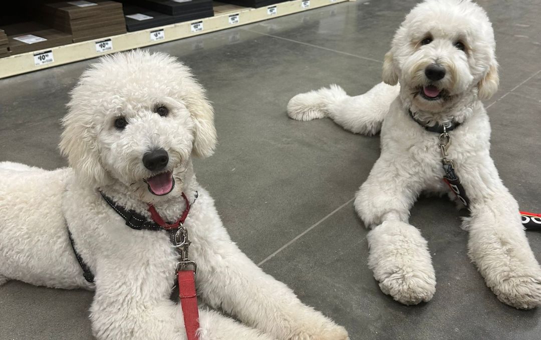 Fluffy white dogs lying on a floor, representing Goldstar Puppy Academy training in Sebastian, Florida.