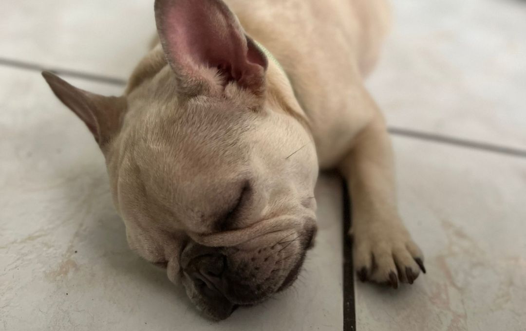 Sleeping puppy on a tile floor, ideal for puppy training and socialization classes in Sebastian, Florida.