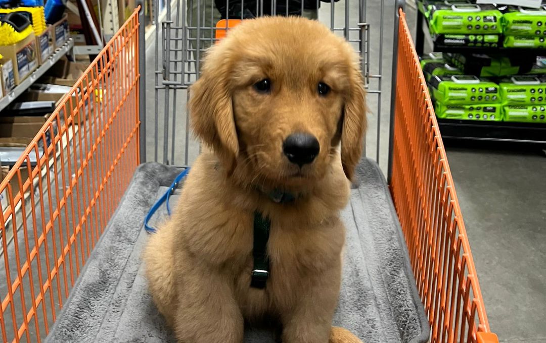 Golden retriever puppy in a shopping cart, ideal for private and board training classes in Treasure Coast, Florida.