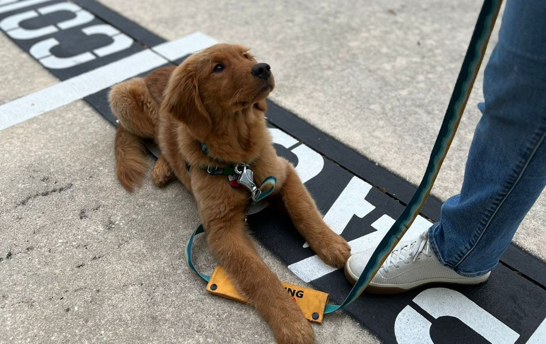 Golden retriever puppy at a training session in Treasure Coast with a leash, lying on the ground.