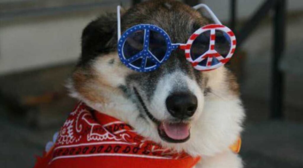 dog trainer Vero Beach helping puppy stay calm during July 4th fireworks