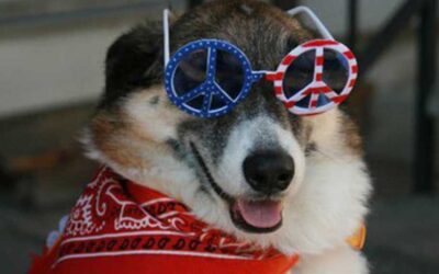 How to Help Your Dog Stress Less During Fireworks