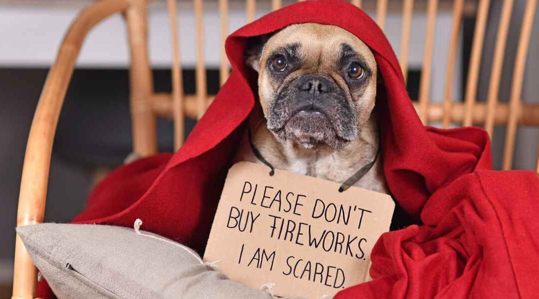 Why Fireworks & Thunderstorms Can Be So Scary for Dogs
