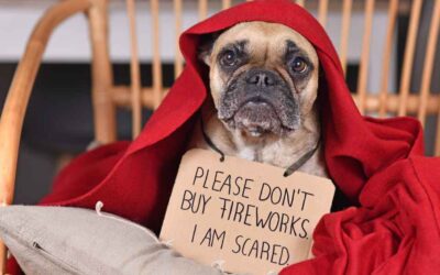 Why Fireworks & Thunderstorms Can Be So Scary for Dogs