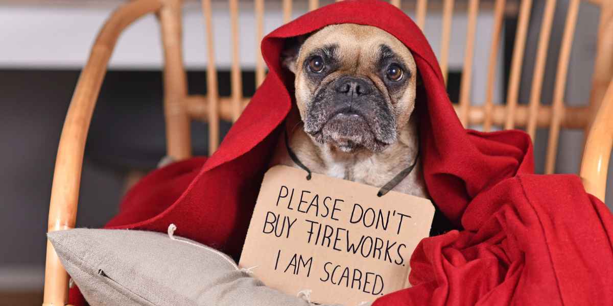 dog trainer Vero Beach helping scared dog cope with fireworks anxiety during July 4th