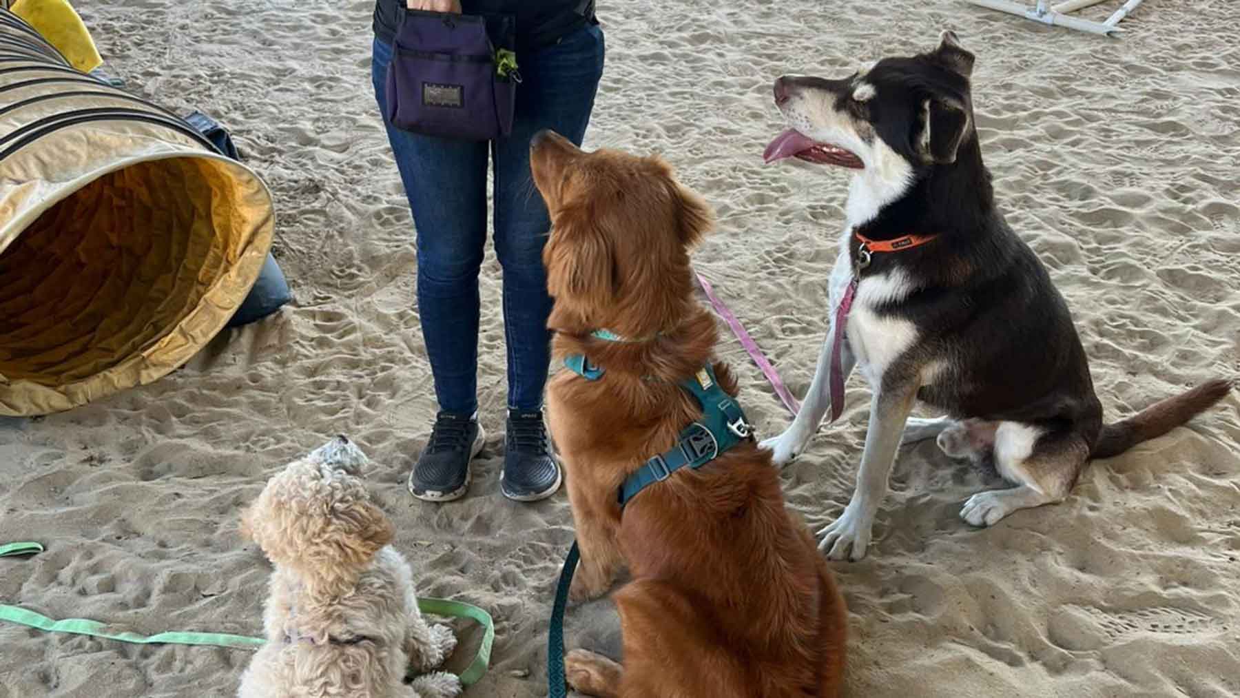 Positive reinforcement dog training at Goldstar Puppy Academy