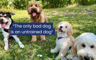 Affordable Dog Trainers Near Me: Discover Goldstar Puppy Academy