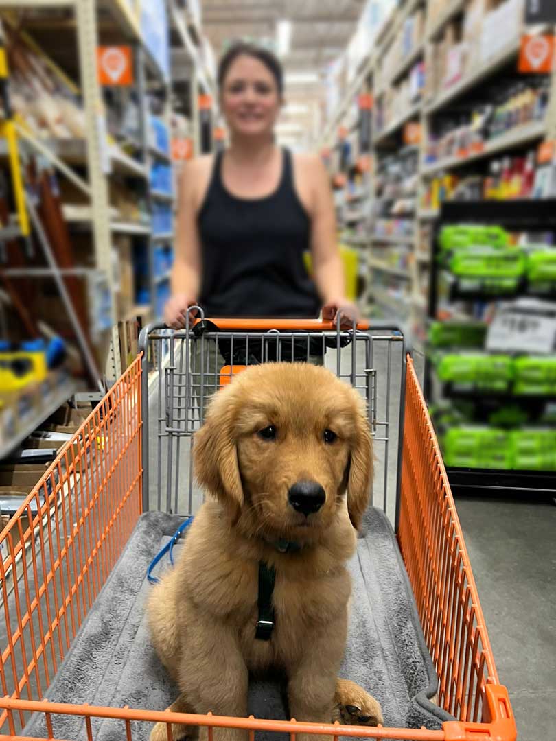 Golden retriever puppy in a shopping cart, ideal for private and board training classes in Treasure Coast, Florida.
