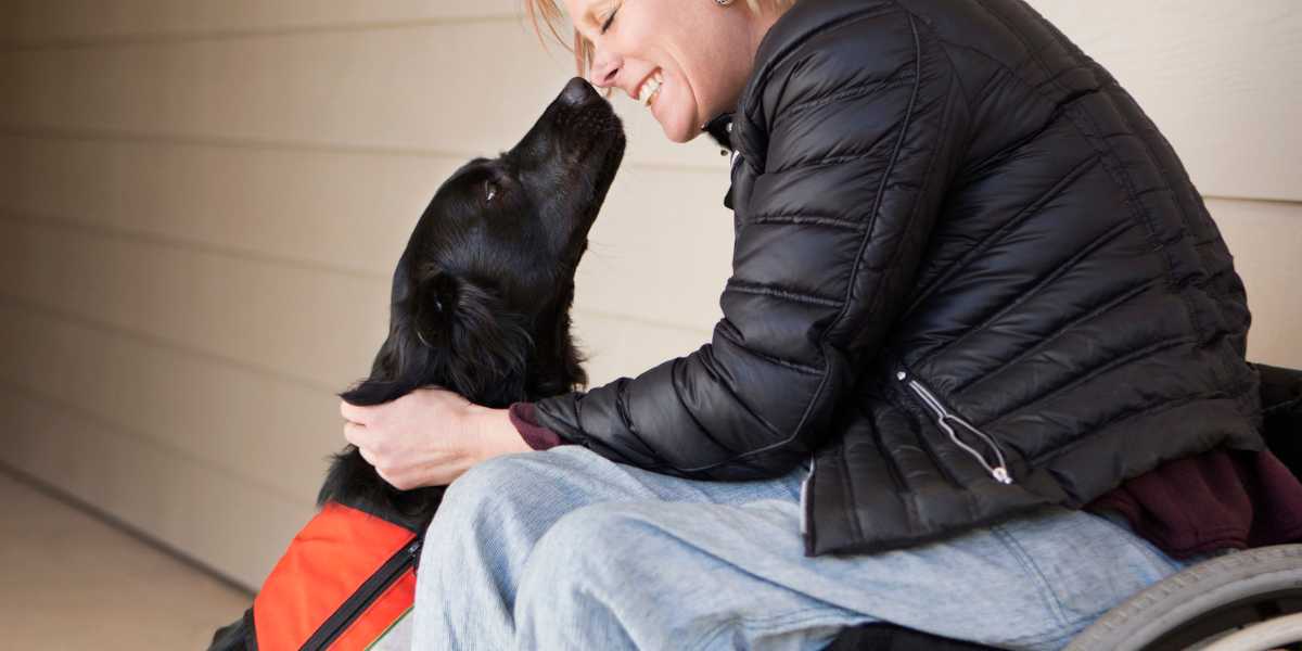 Service dog with owner in wheelchair