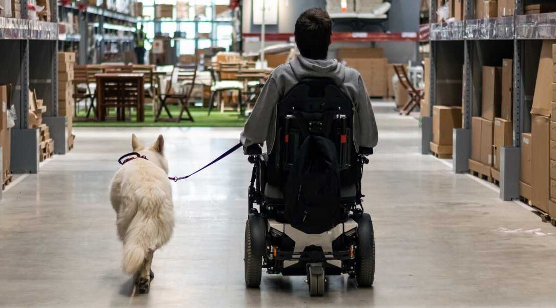 Understanding the Differences Between Service Dogs and Emotional Support Dogs