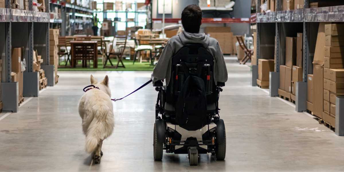 Service dog assisting with mobility