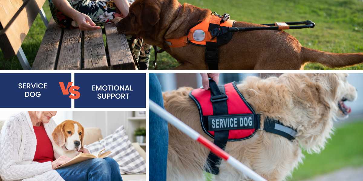 Differences between service dogs and emotional support dogs