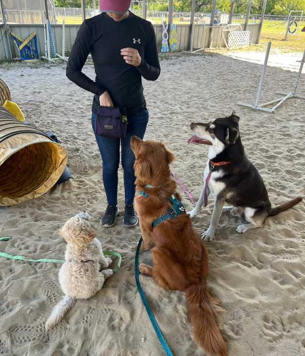 Three dogs attentively following commands during a board and train session at Goldstar Puppy Academy in Fort Pierce, FL, specializing in expert dog training on the Treasure Coast.